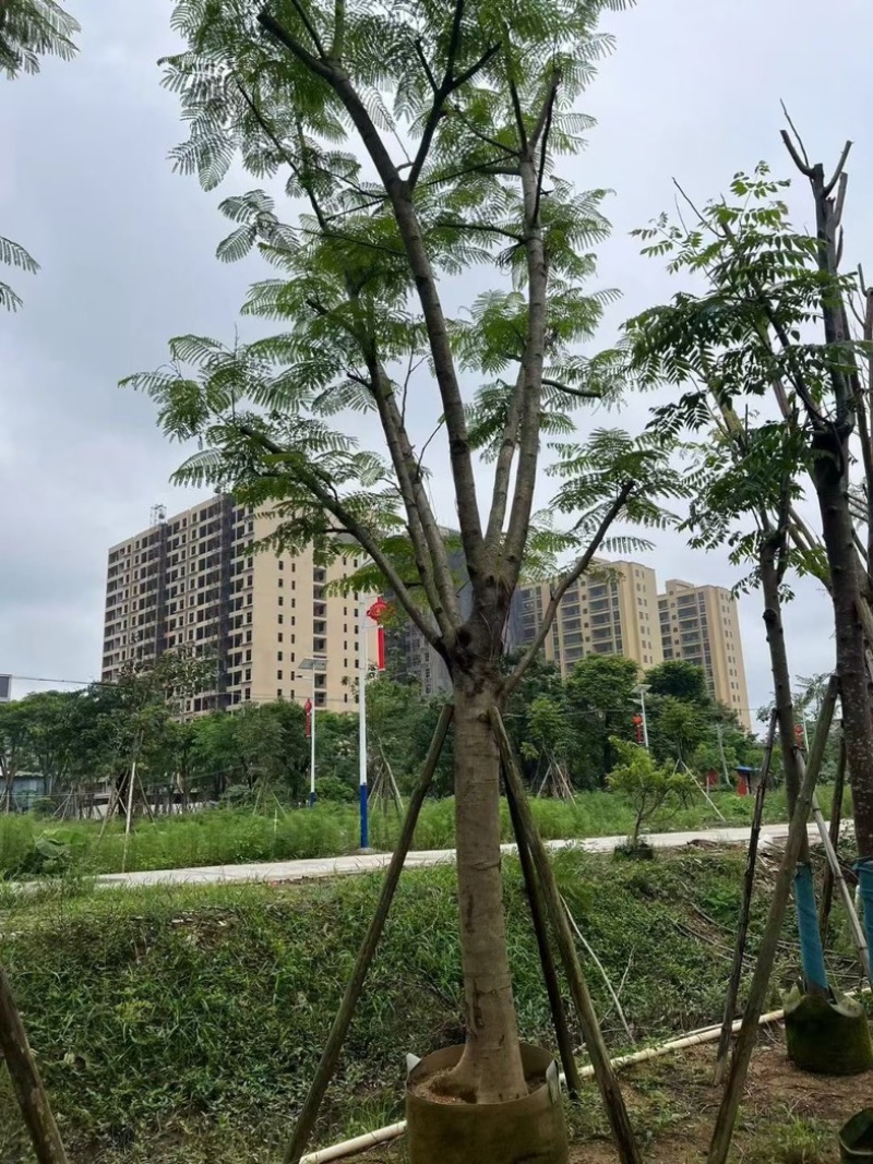 凤凰树20～30公分基地直销规格齐全欢迎老板来电咨询