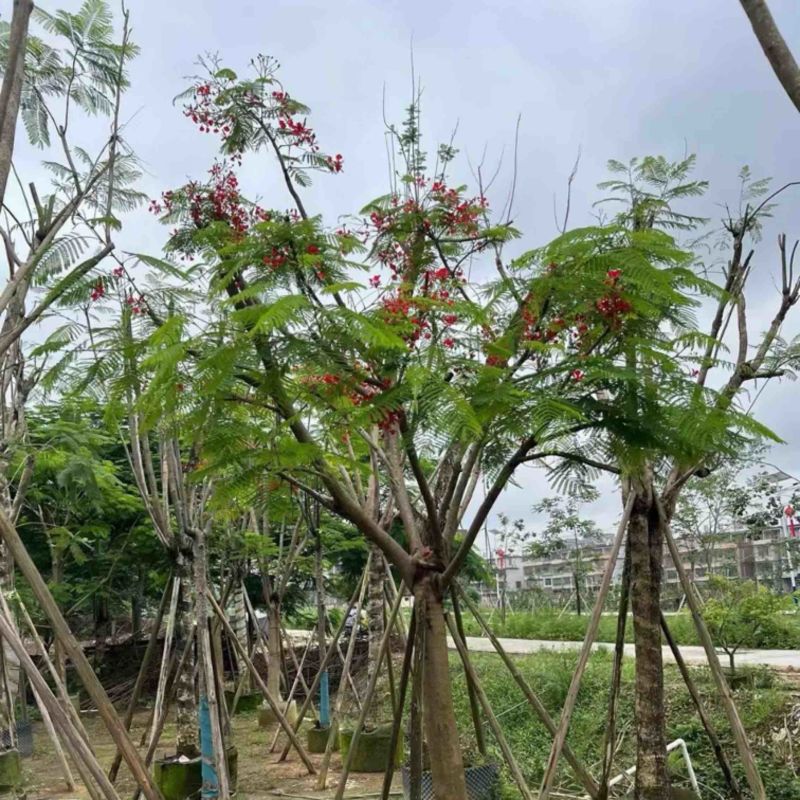 凤凰树20～30公分基地直销规格齐全欢迎老板来电咨询