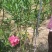 粉花夹竹桃80至2米基地直销规格齐全欢迎老板来电咨询