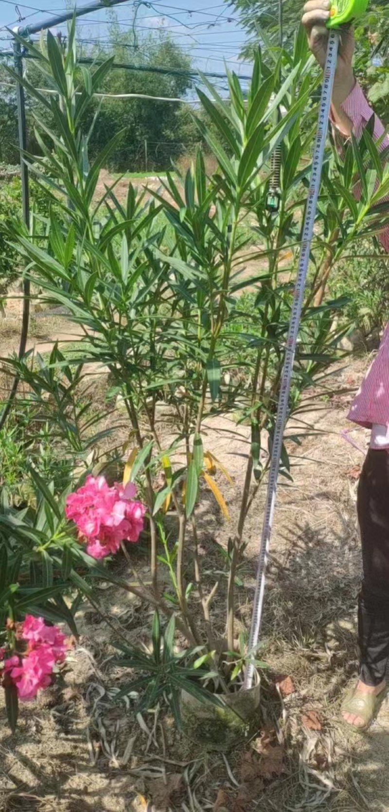 粉花夹竹桃80至2米基地直销规格齐全欢迎老板来电咨询