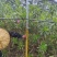粉花夹竹桃80至2米基地直销规格齐全欢迎老板来电咨询