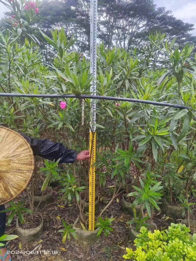 粉花夹竹桃80至2米基地直销规格齐全欢迎老板来电咨询