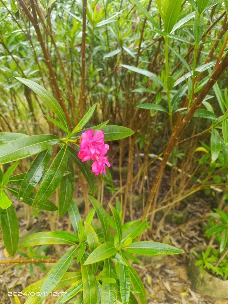 粉花夹竹桃80至2米基地直销规格齐全欢迎老板来电咨询