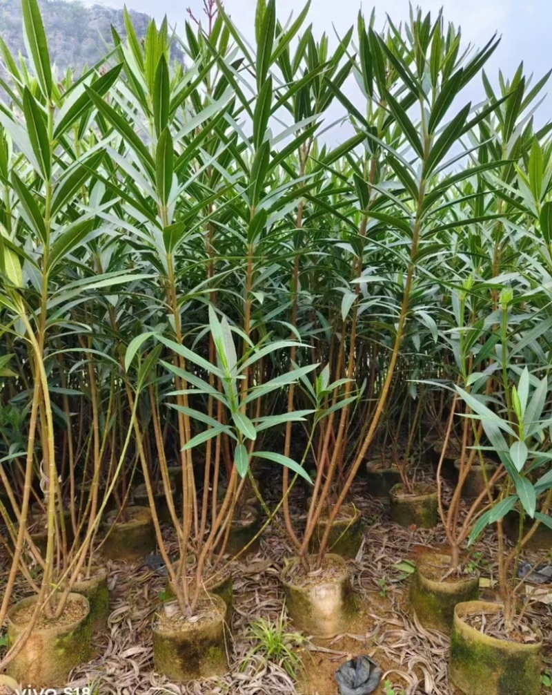 粉花夹竹桃80至2米基地直销规格齐全欢迎老板来电咨询