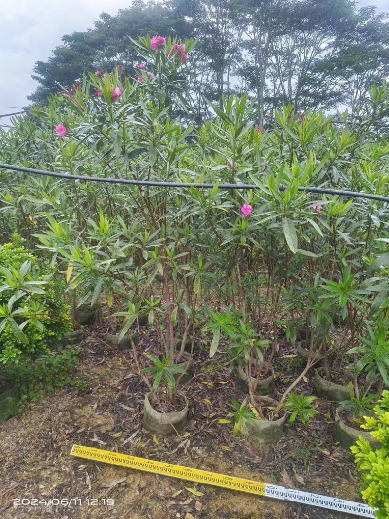 粉花夹竹桃80至2米基地直销规格齐全欢迎老板来电咨询