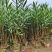 粉花夹竹桃80至2米基地直销规格齐全欢迎老板来电咨询