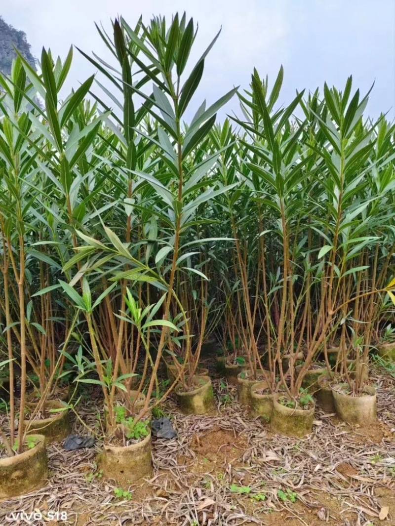 粉花夹竹桃80至2米基地直销规格齐全欢迎老板来电咨询