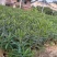 粉花夹竹桃80至2米基地直销规格齐全欢迎老板来电咨询