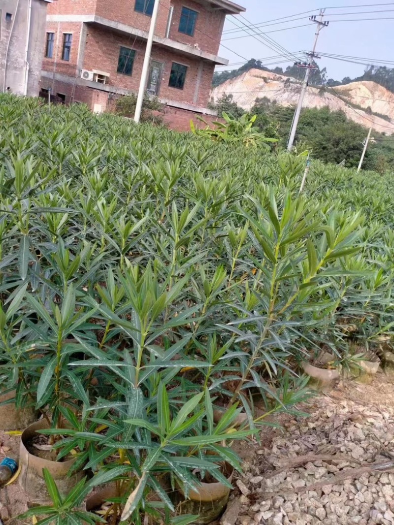 粉花夹竹桃80至2米基地直销规格齐全欢迎老板来电咨询