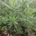 粉花夹竹桃80至2米基地直销规格齐全欢迎老板来电咨询