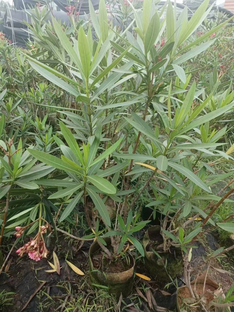 粉花夹竹桃80至2米基地直销规格齐全欢迎老板来电咨询