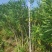 粉花夹竹桃80至2米基地直销规格齐全欢迎老板来电咨询