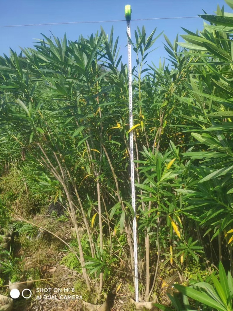 粉花夹竹桃80至2米基地直销规格齐全欢迎老板来电咨询