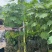 木芙蓉/芙蓉花80～2米基地直销规格齐全欢迎老板来电