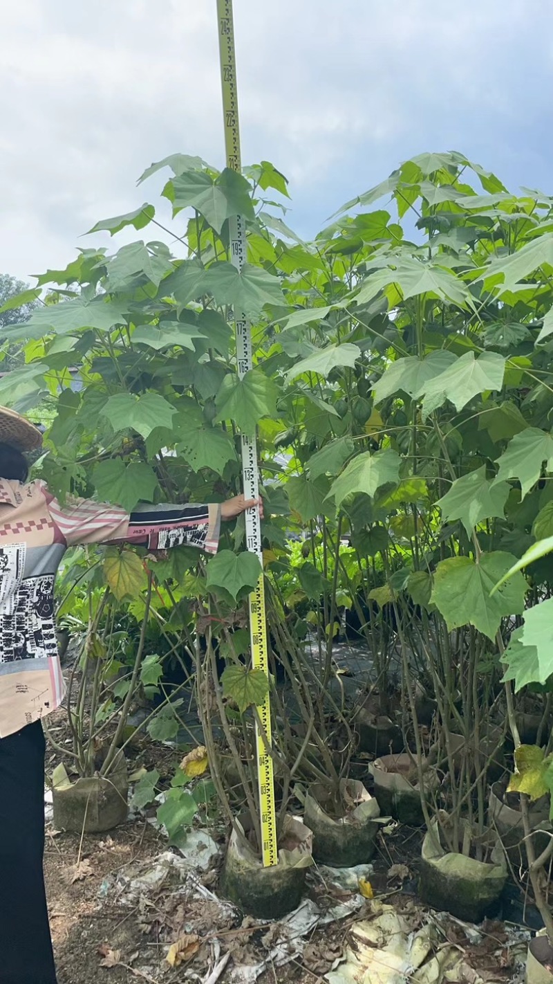 木芙蓉/芙蓉花80～2米基地直销规格齐全欢迎老板来电