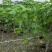 木芙蓉/芙蓉花80～2米基地直销规格齐全欢迎老板来电