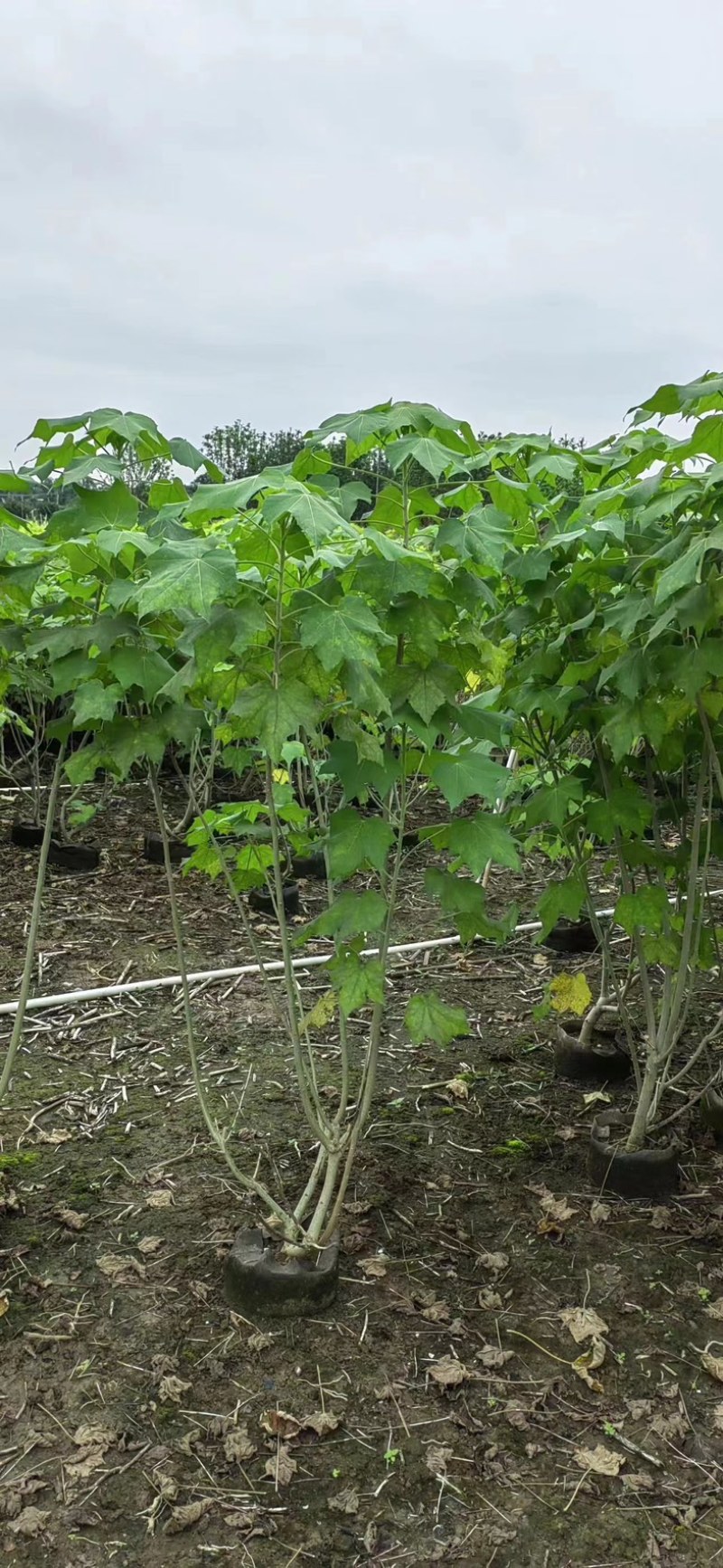 木芙蓉/芙蓉花80～2米基地直销规格齐全欢迎老板来电