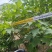 木芙蓉/芙蓉花80～2米基地直销规格齐全欢迎老板来电