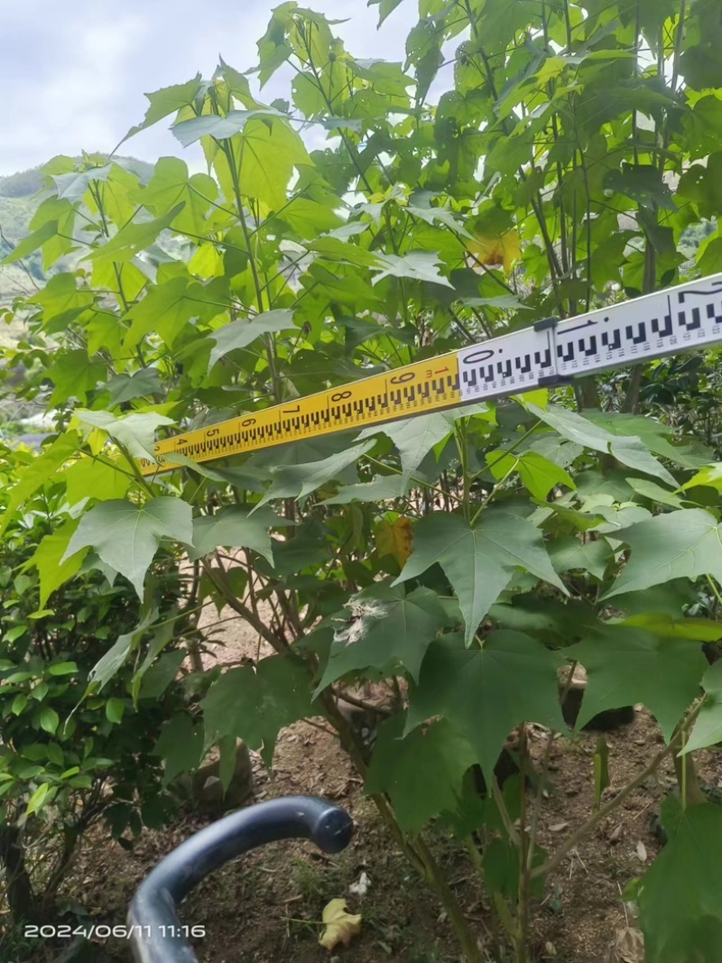 木芙蓉/芙蓉花80～2米基地直销规格齐全欢迎老板来电