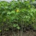 木芙蓉/芙蓉花80～2米基地直销规格齐全欢迎老板来电