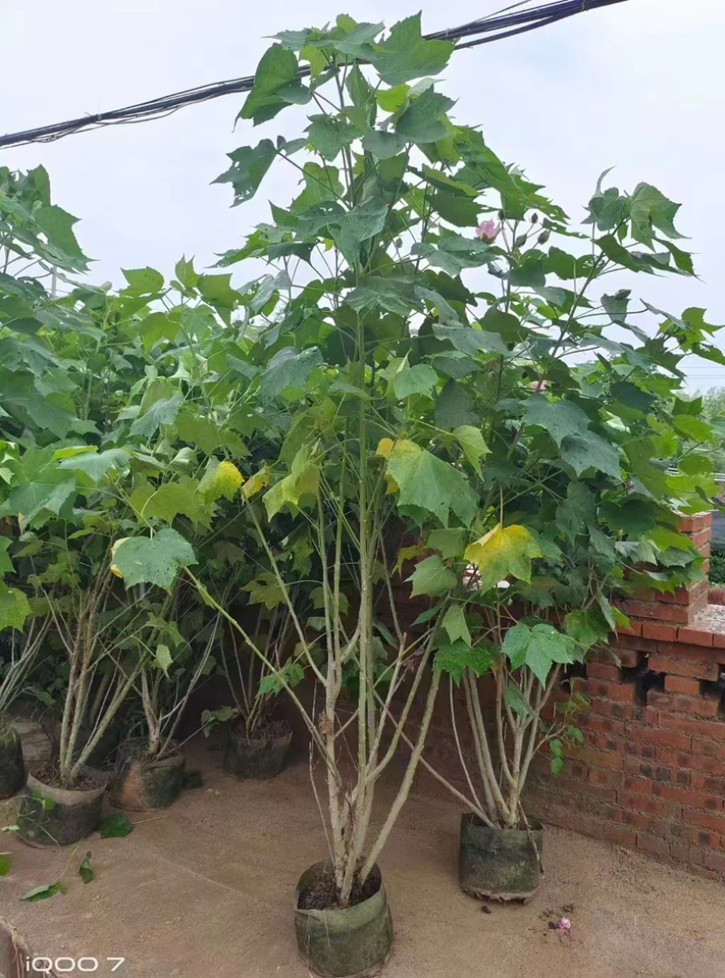 木芙蓉/芙蓉花80～2米基地直销规格齐全欢迎老板来电