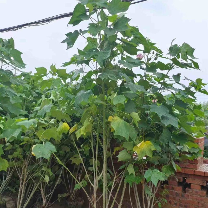 木芙蓉/芙蓉花80～2米基地直销规格齐全欢迎老板来电