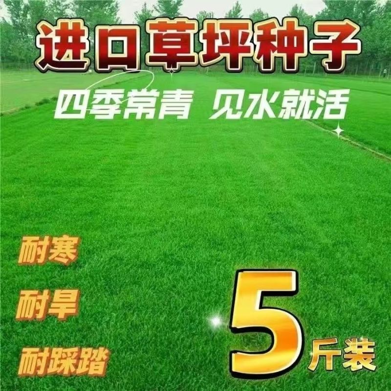 进口狗牙根又称百慕大夏季庭院草坪选择一斤起卖量大从优