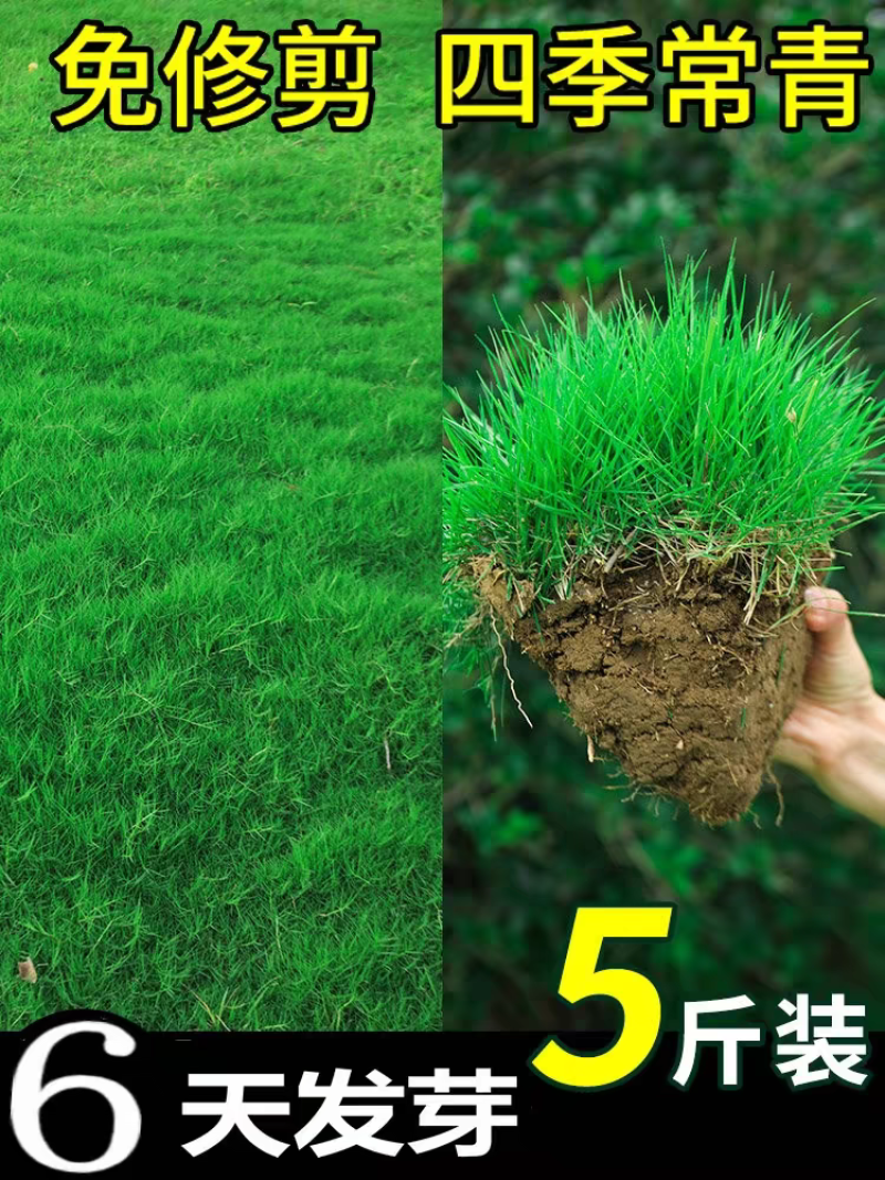 进口狗牙根又称百慕大夏季庭院草坪选择一斤起卖量大从优