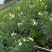 白花夹竹桃60至2米高基地直销规格齐全欢迎老板来电