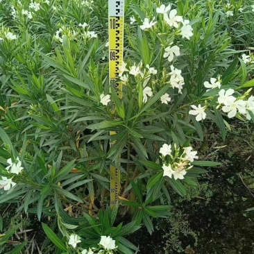 白花夹竹桃60至2米高基地直销规格齐全欢迎老板来电