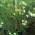 白花夹竹桃60至2米高基地直销规格齐全欢迎老板来电