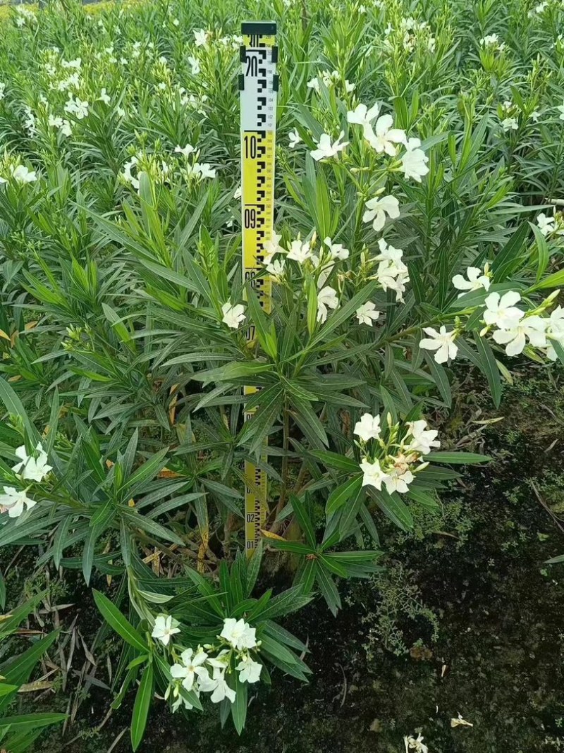 白花夹竹桃60至2米高基地直销规格齐全欢迎老板来电