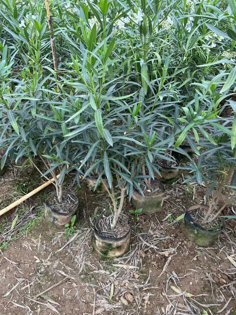白花夹竹桃60至2米高基地直销规格齐全欢迎老板来电
