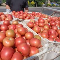 太谷区硬粉西红柿大量上市，交通方便，有格种包装
