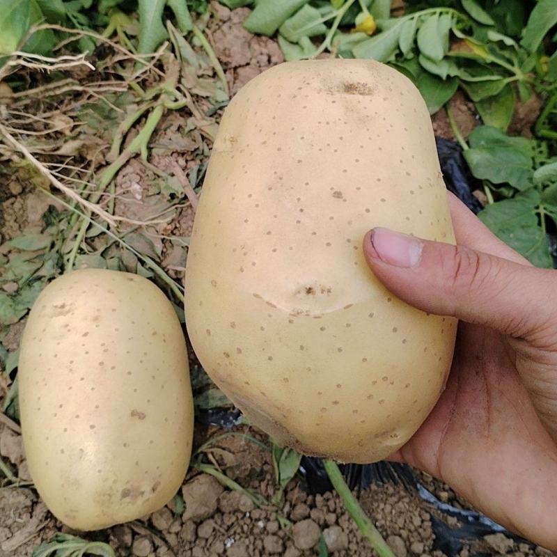 精品土豆