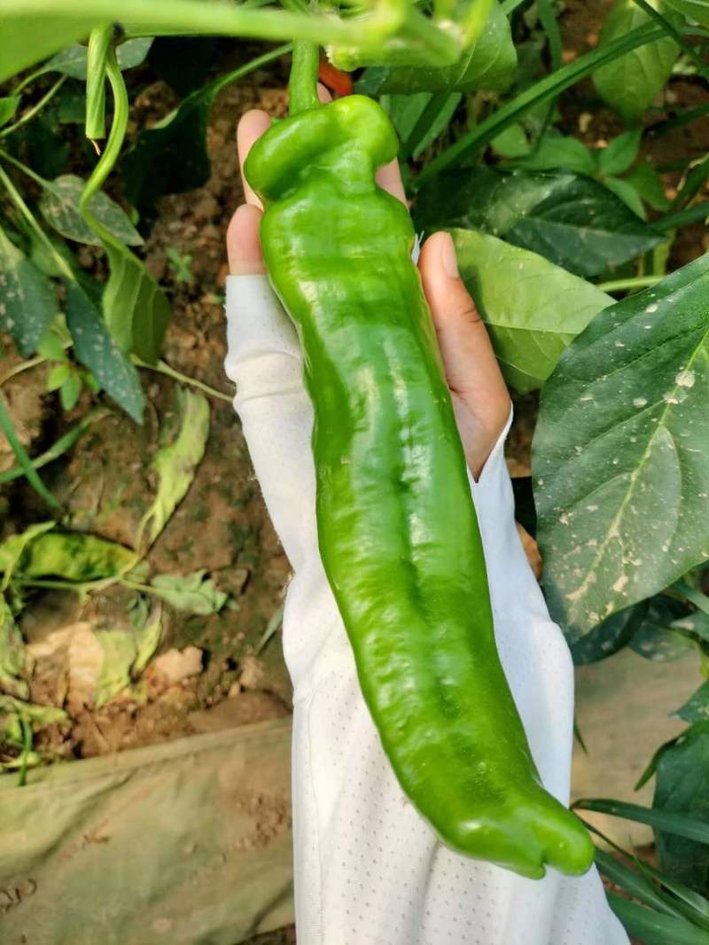 泡椒精品泡椒青皮椒