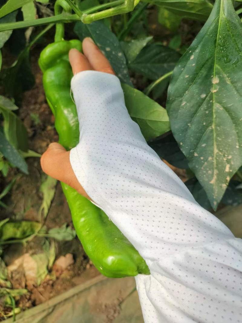 泡椒精品泡椒青皮椒