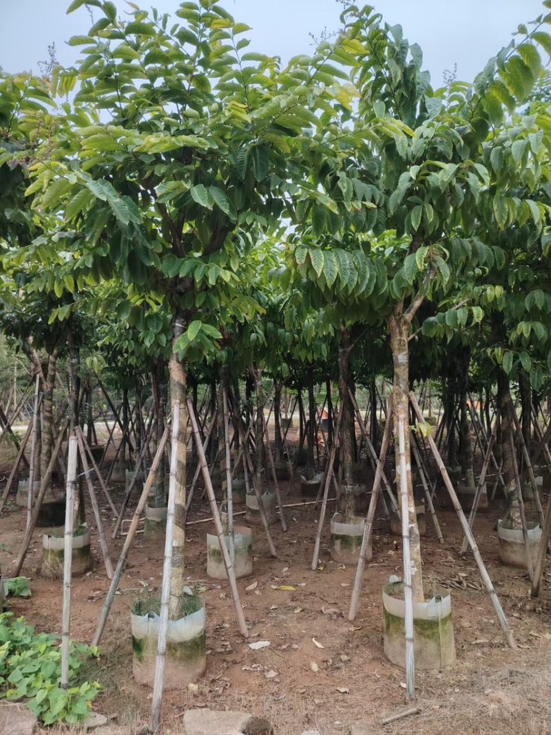 大叶紫薇5-15公分，规格齐全，支持视频看货