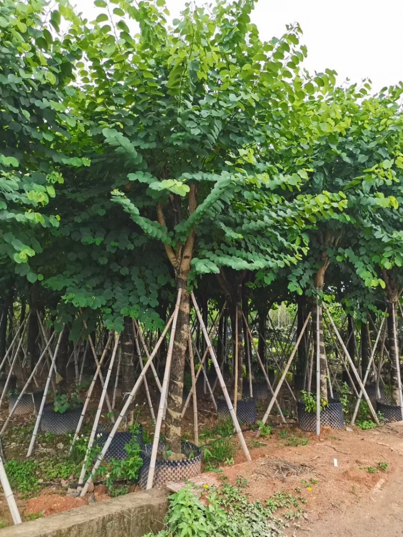 宫粉紫荆，各种规格齐全，大量出售，支持视频看货