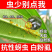 抗性蚜虫专用农用助剂蚜虫高活性正品杀虫抑卵桃蚜棉蚜黄蚜