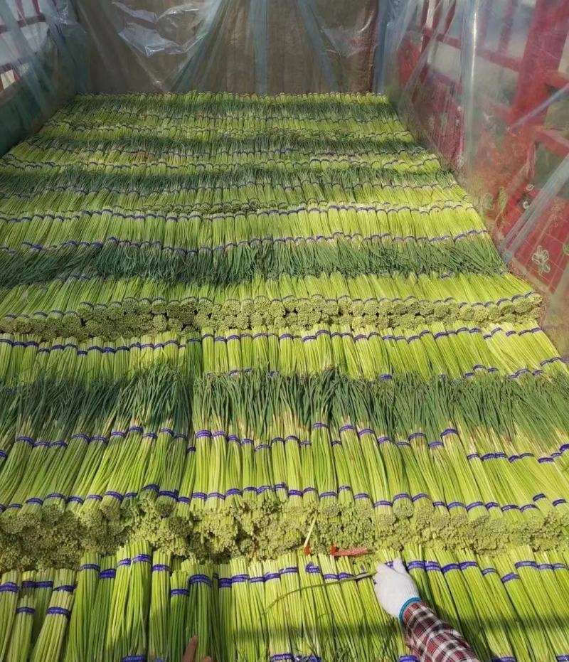 红帽蒜薹，江苏邳州产地直发对接电商商超量大从优，欢迎咨询