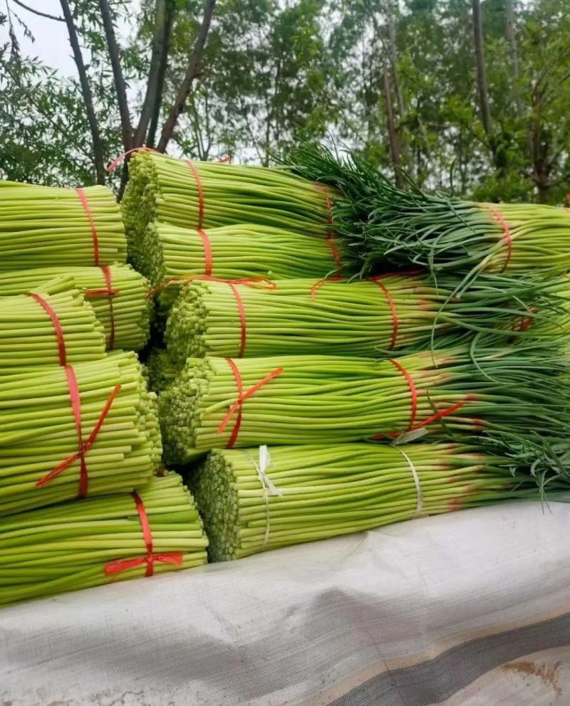 红帽蒜薹，江苏邳州产地直发对接电商商超量大从优，欢迎咨询