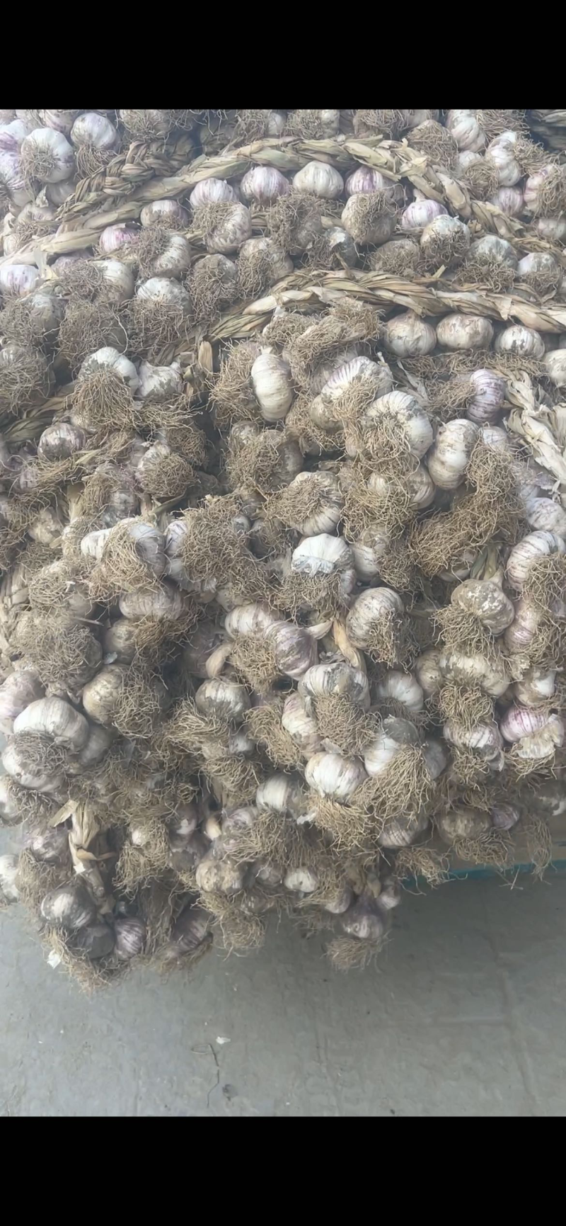 大蒜种子山东大蒜种子山东蒜种紫皮蒜种产地直发