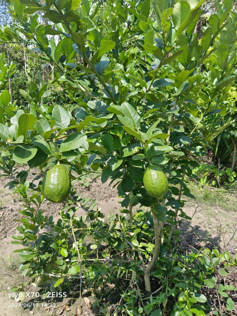 香水柠檬