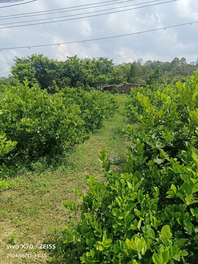 香水柠檬