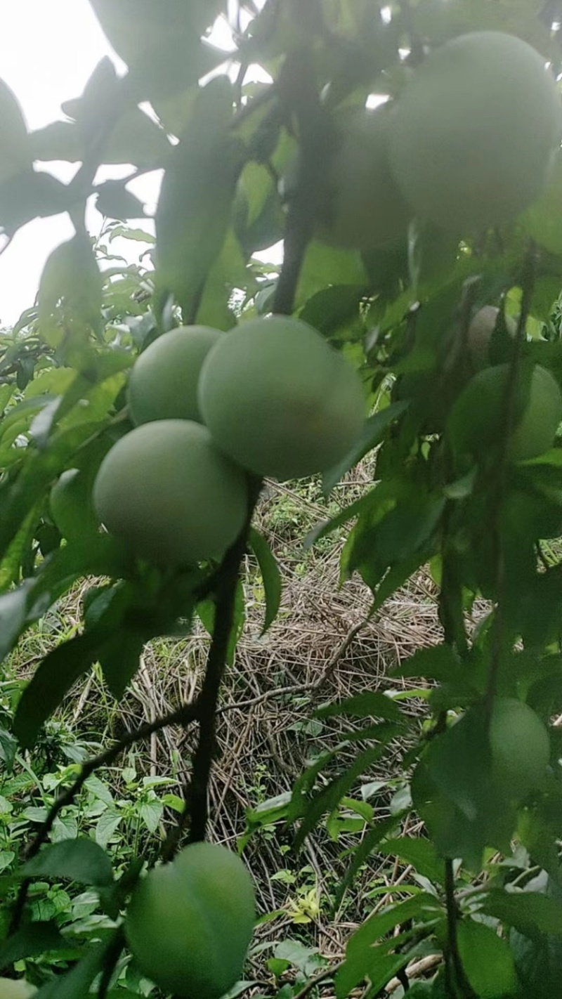 桂林精品苹果李一手货源欢迎前来选购