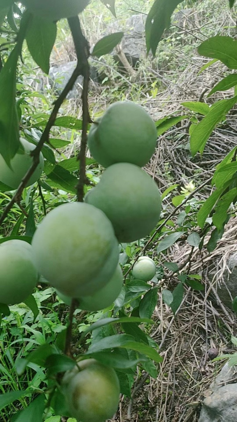 桂林精品苹果李一手货源欢迎前来选购