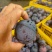 广西精品黑布林李子，产地直发，一手货源欢迎全国客商