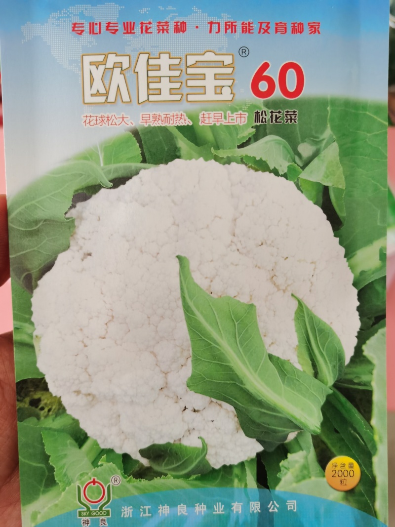 白玉矮脚88天春秋优质