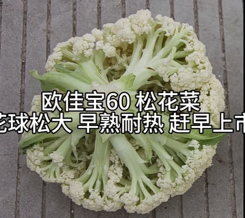 白玉矮脚88天春秋优质